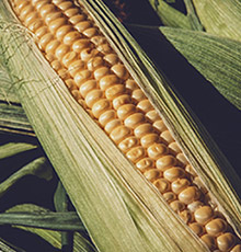 ũҵ��ѯ����