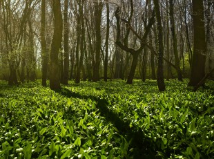 ���������ͼ����� ���й�ũ�ʡ��ִ�ũҵ�����Ŷ�������������