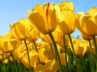 2019�껯�ʽ��ڹ�˰�������Ϊ1365���